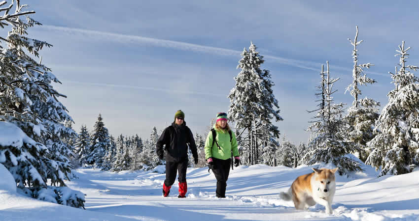 Met de hond naar de wintersport